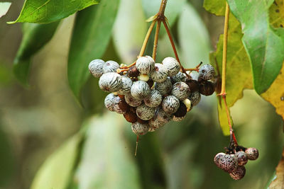 Close-up of berries growing on tree