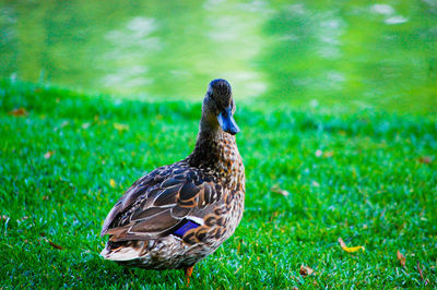 Close-up of bird on field