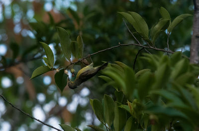 Close-up of leaves