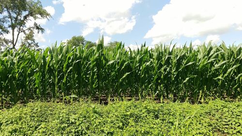 Crops growing on field against sky