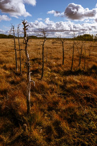 Scenic view of field against sky