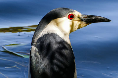 Close-up of bird