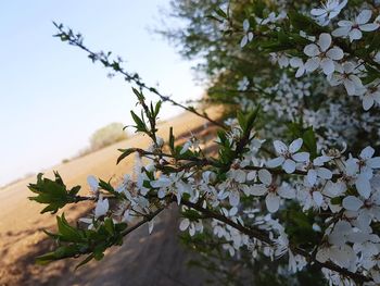 Close-up of flower tree against sky