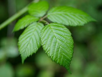 Close-up of leaves