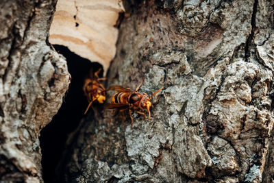 Close-up of insect on tree trunk