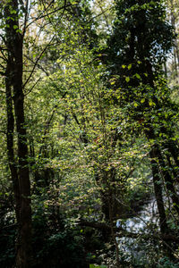 Trees in forest