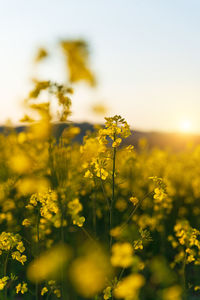 Rape seed flower