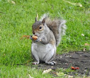 Squirrel eating food on field