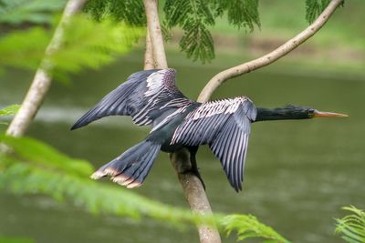 High angle view of bird perching on branch