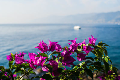 Close-up of pink flowers by sea against sky