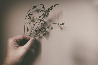 Close-up of hand holding plant against wall