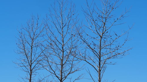 Low angle view of bare tree against clear blue sky