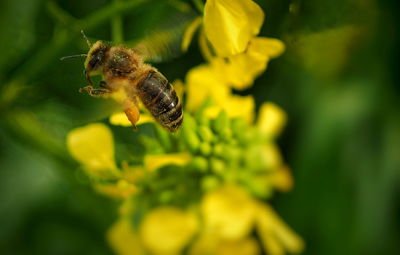 Close-up of bee pollinating on flower blooming outdoors