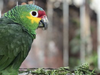 Close-up of parrot in cage