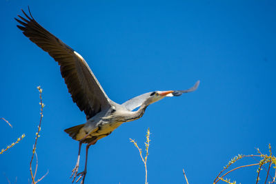 Low angle view of heron flying against clear blue sky