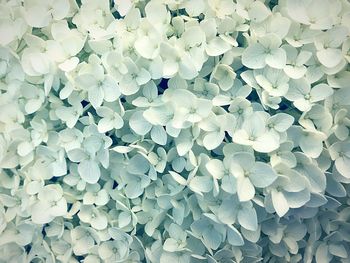 Full frame shot of flowers