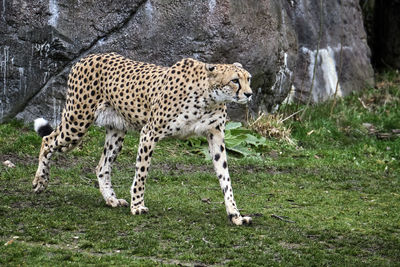 View of a cat on field