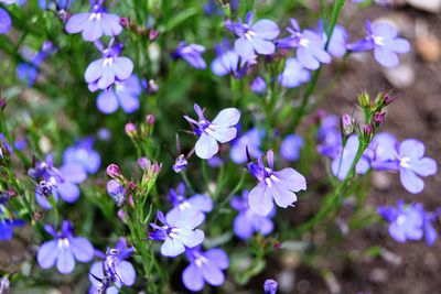 Close-up of purple flowering plants