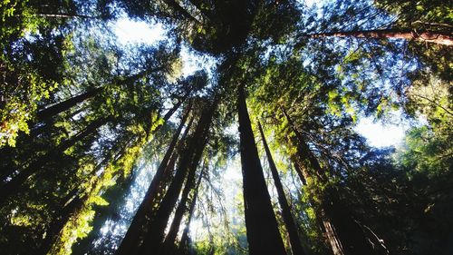 Low angle view of trees in forest