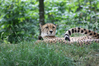 View of lion in the forest