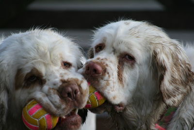 Close-up of a dog