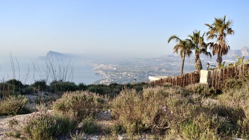 Scenic view of palm trees on landscape against sky