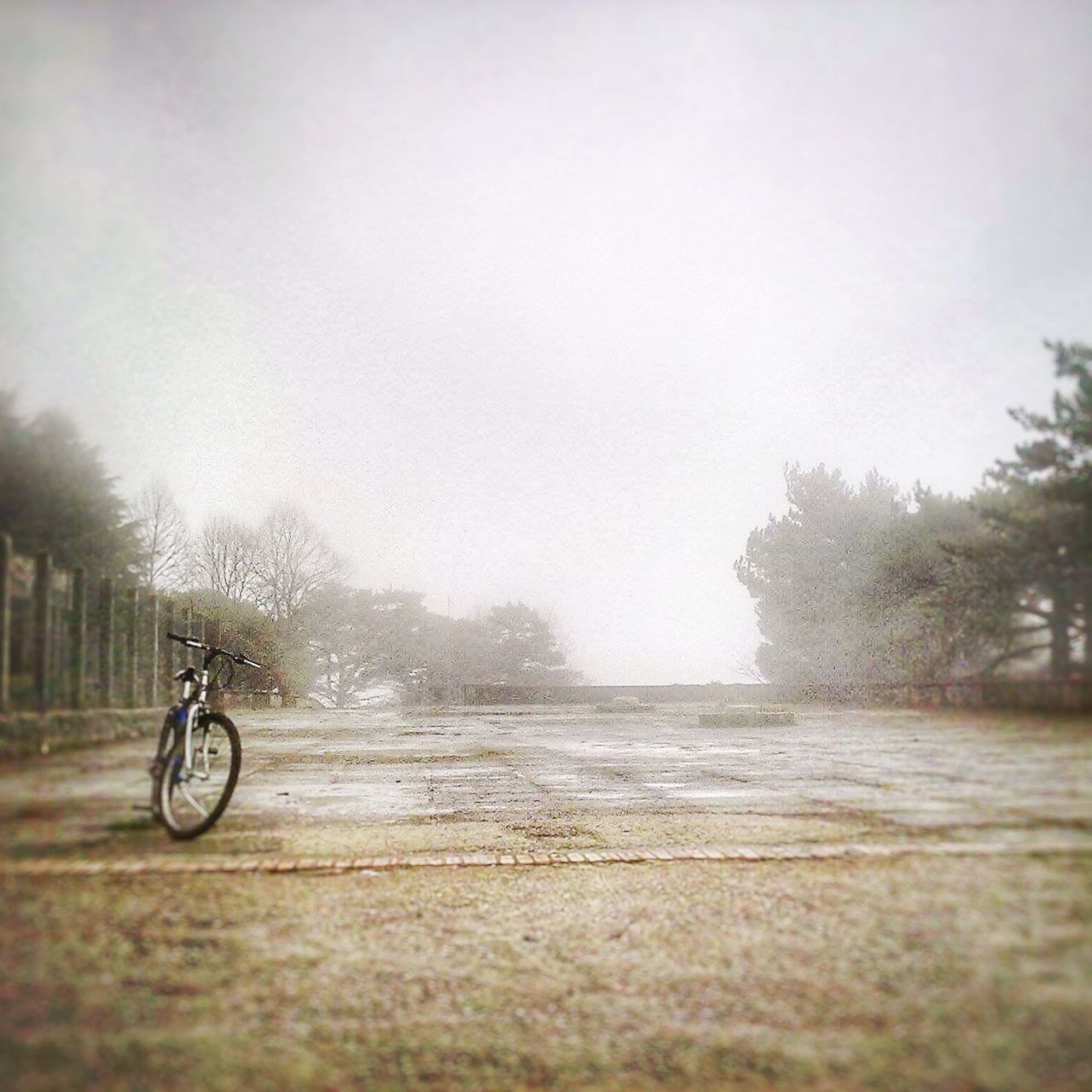 bicycle, transportation, land vehicle, mode of transport, tree, stationary, street, parked, road, parking, clear sky, sky, day, outdoors, nature, weather, riding, car, copy space, cycling