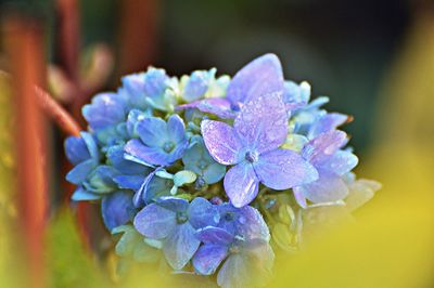 Close-up of purple hydrangea flowers