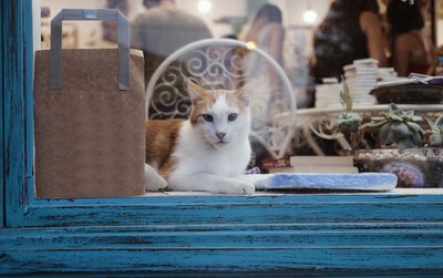 Portrait of cat sitting outdoors