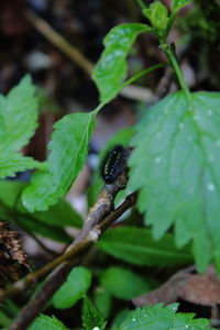 Close-up of insect on plant