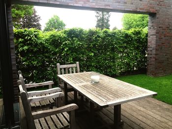 Plants growing on chair