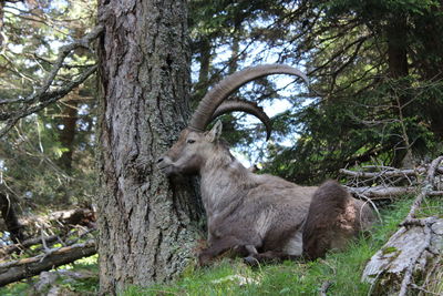 Ibex relaxing by tree on field