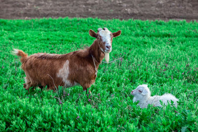 Mother goat and