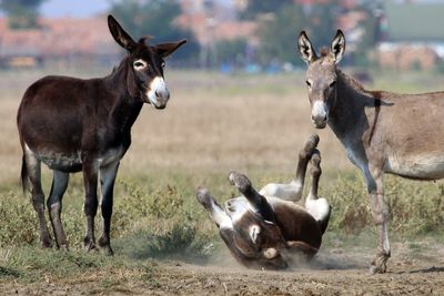 Donkeys on field