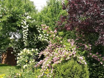 Flowers on tree