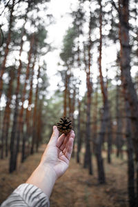Cropped image of hand holding pine tree trunk in forest