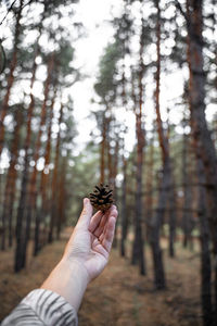 Cropped image of hand holding pine tree trunk in forest