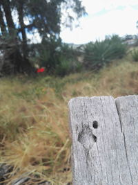 Close-up of tree against blurred background