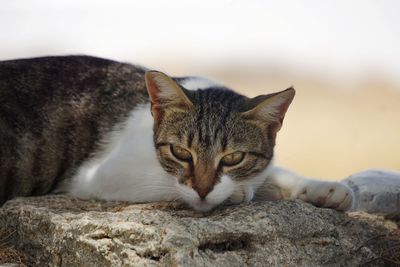 Greek cat sleepinh outdoors