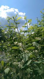 Low angle view of plants growing against sky