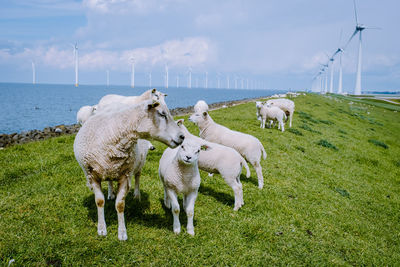 Sheep in a field