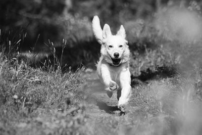 Portrait of dog on field