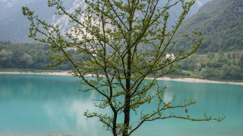 Tree by lake against mountain