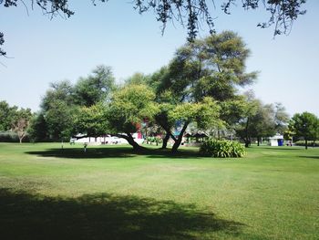 Trees in park