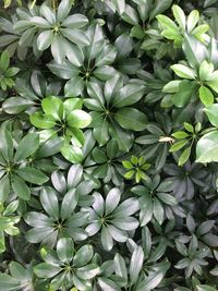 Full frame shot of flowering plants