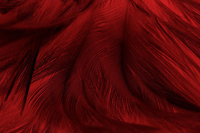 Full frame shot of red feathers