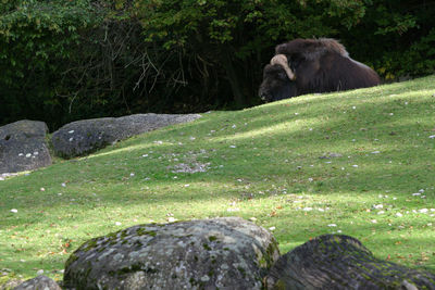 View of sheep on rock