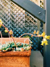 Close-up of potted plant