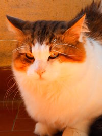 Close-up portrait of a cat