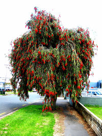 View of tree in city